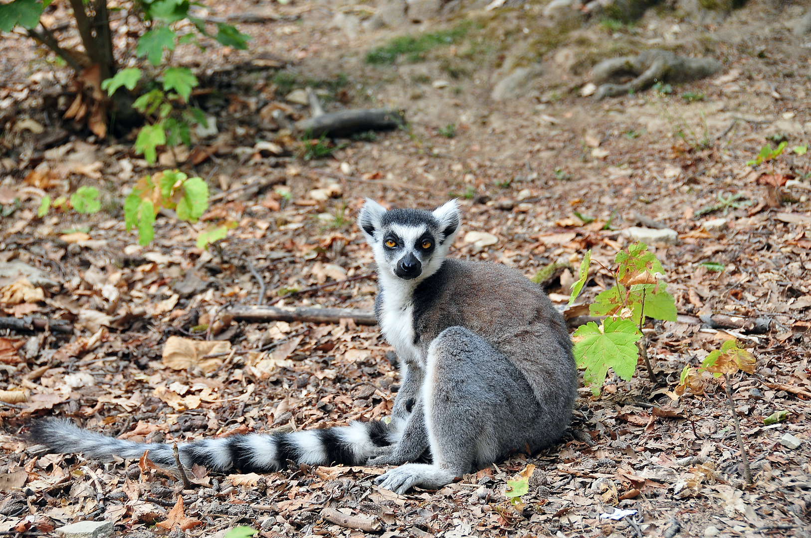 Katta im Affenwald Straußberg (Sondershausen)