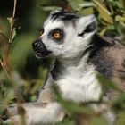 Katta im Augsburger Zoo