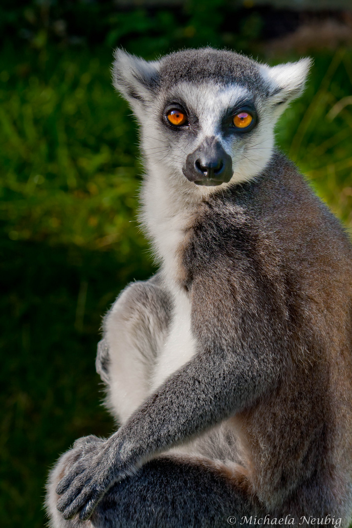 Katta im Augsburger Zoo