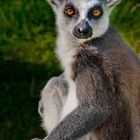 Katta im Augsburger Zoo