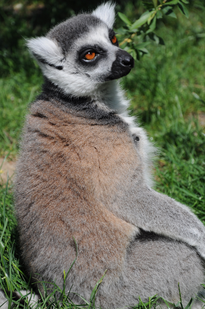 Katta im Augsburger Zoo