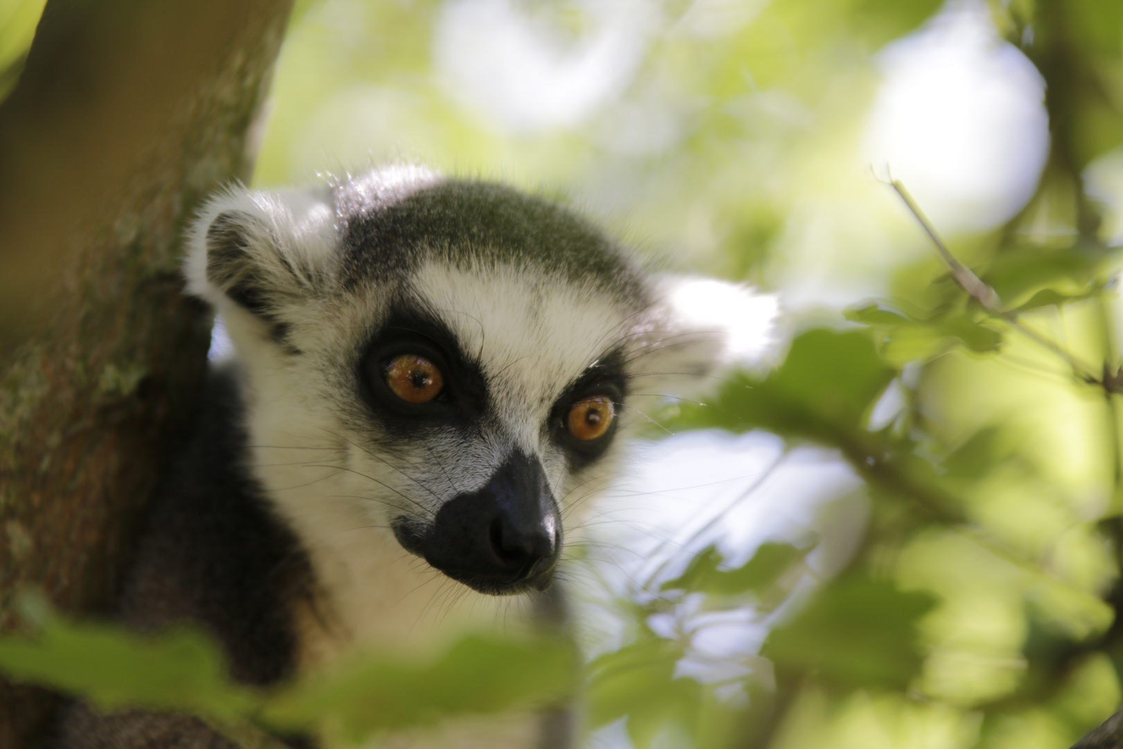 Katta im Baum