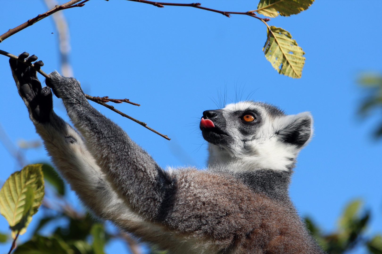 Katta im Baum