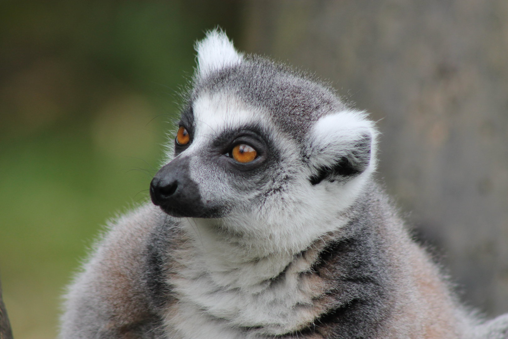 Katta im Duisburger Zoo!