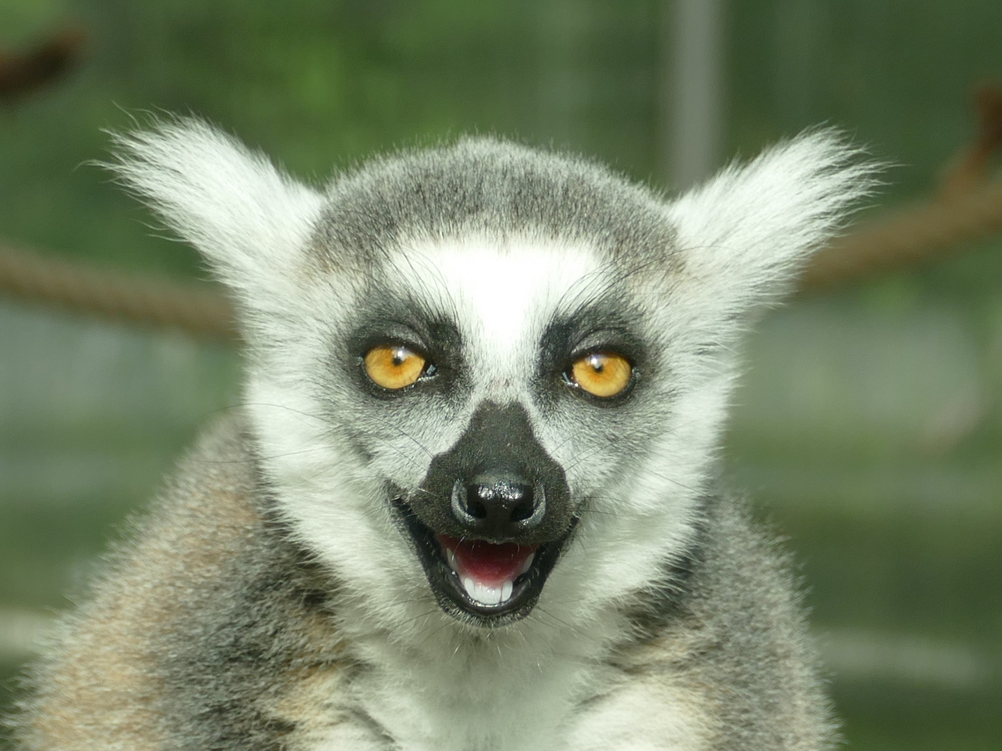 Katta im Duisburger Zoo