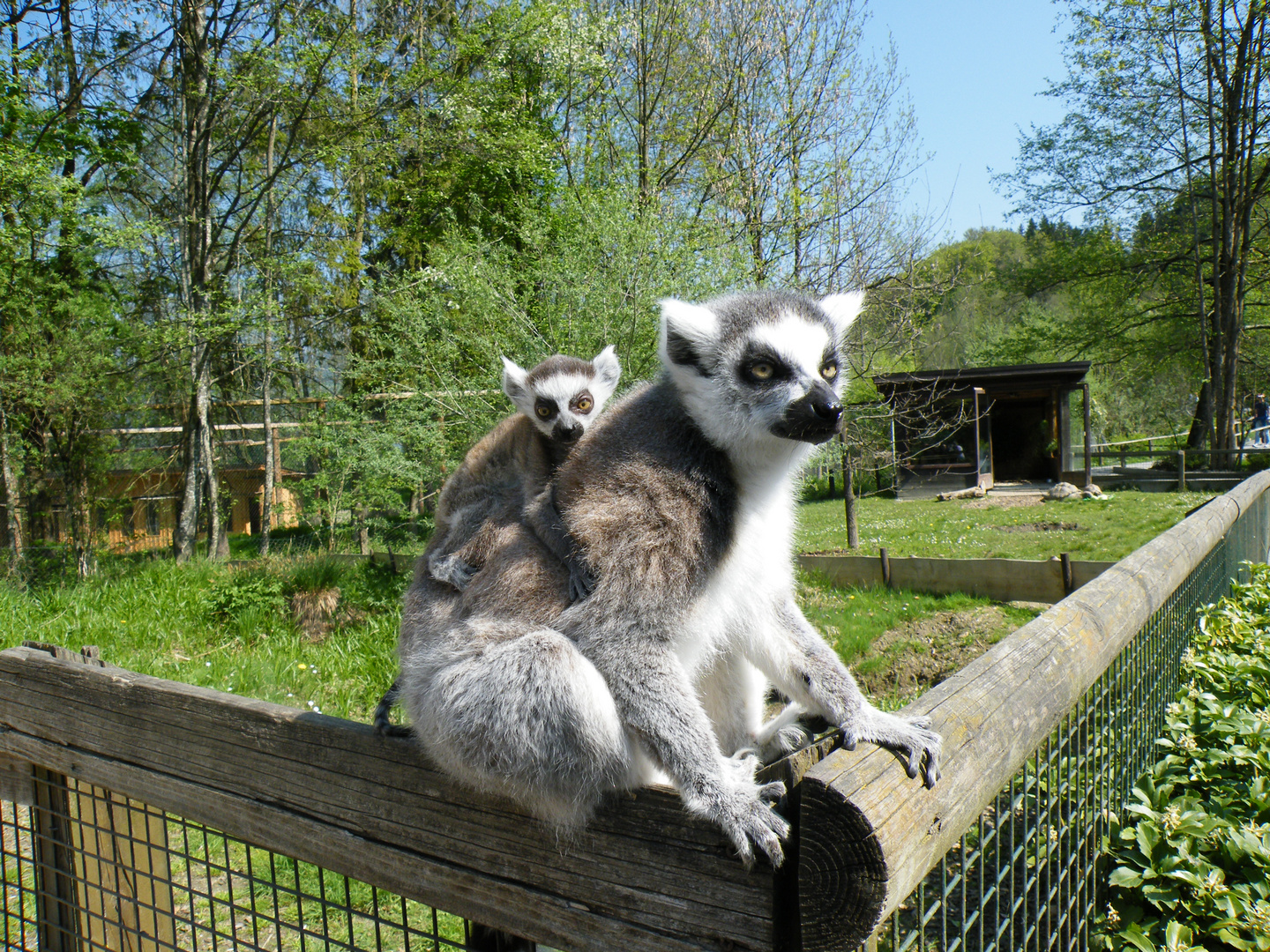 Katta im Raritätenzoo in Ebbs / Österreich