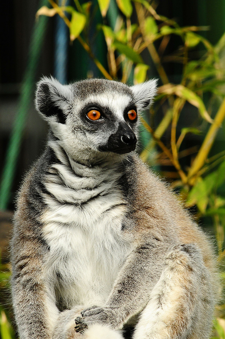 Katta im Tierpark Hamm