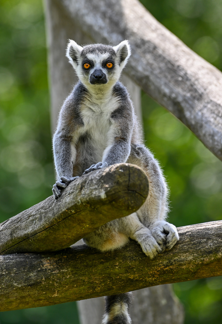 Katta im Tierpark Sababurg