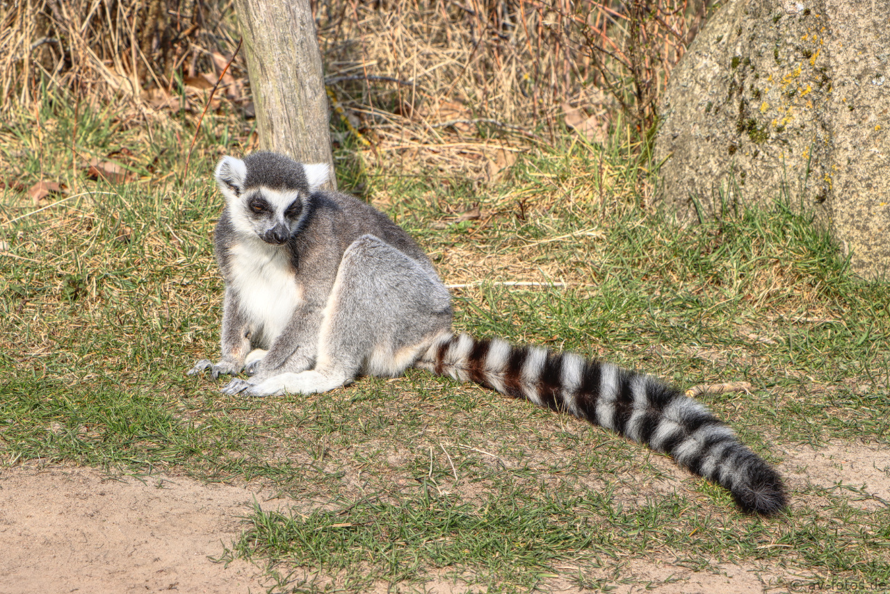 Katta im Vogelpark Marlow