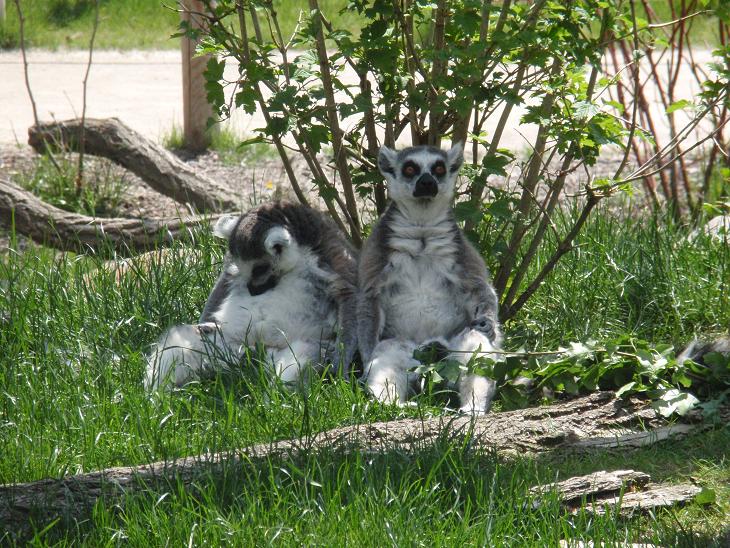 Katta im Zoo Augsburg