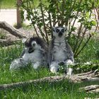 Katta im Zoo Augsburg