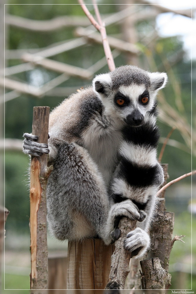 Katta im Zoo Bernburg