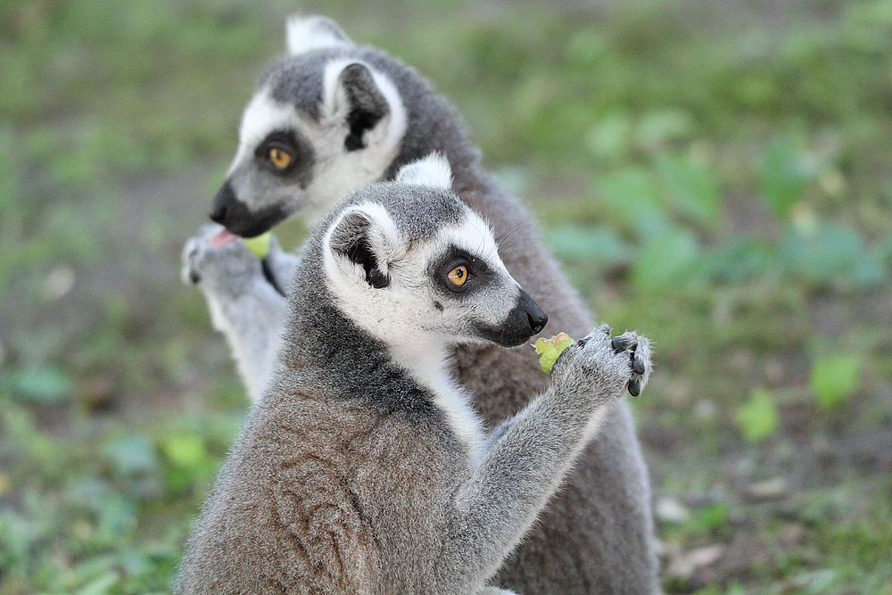 Katta im Zoo Eberswalde