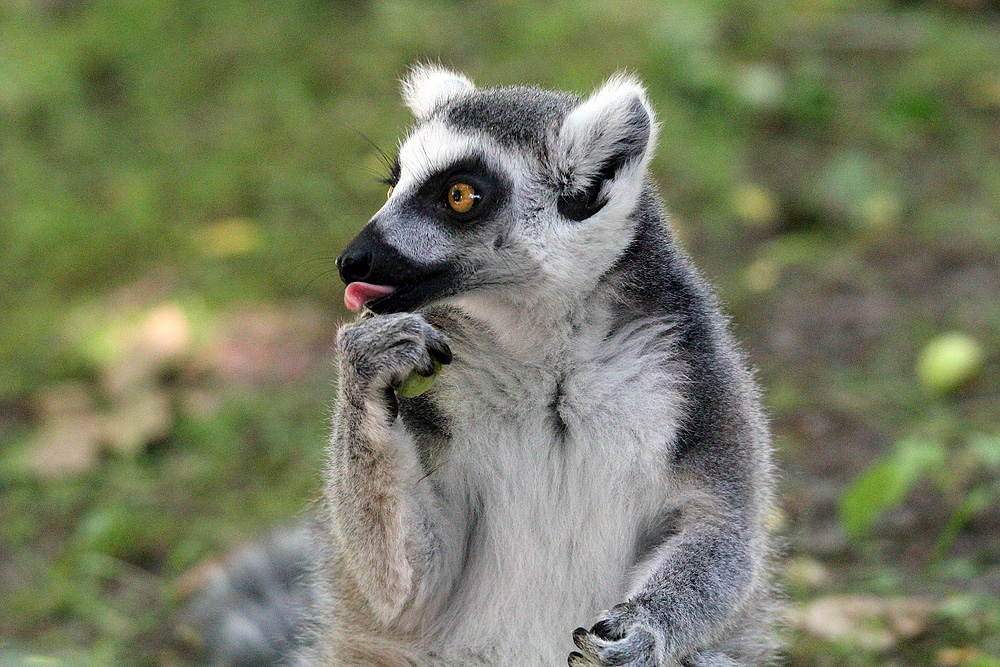 Katta im Zoo Eberswalde