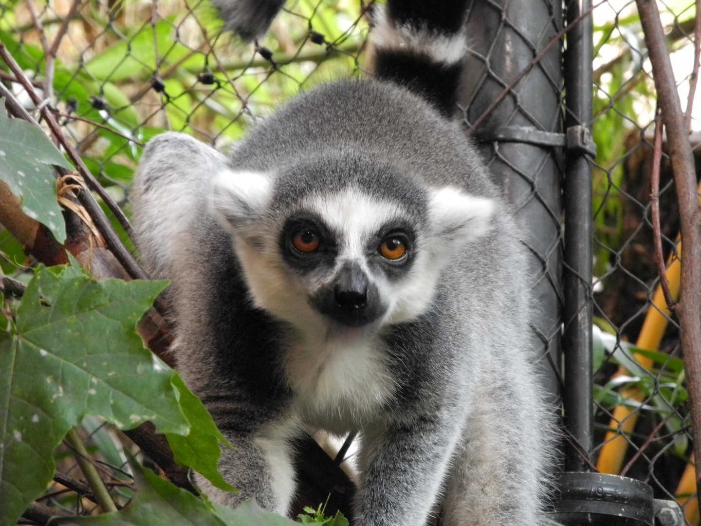 Katta im Zoo Hamburg