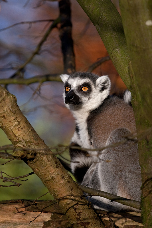 Katta in der Abendsonne