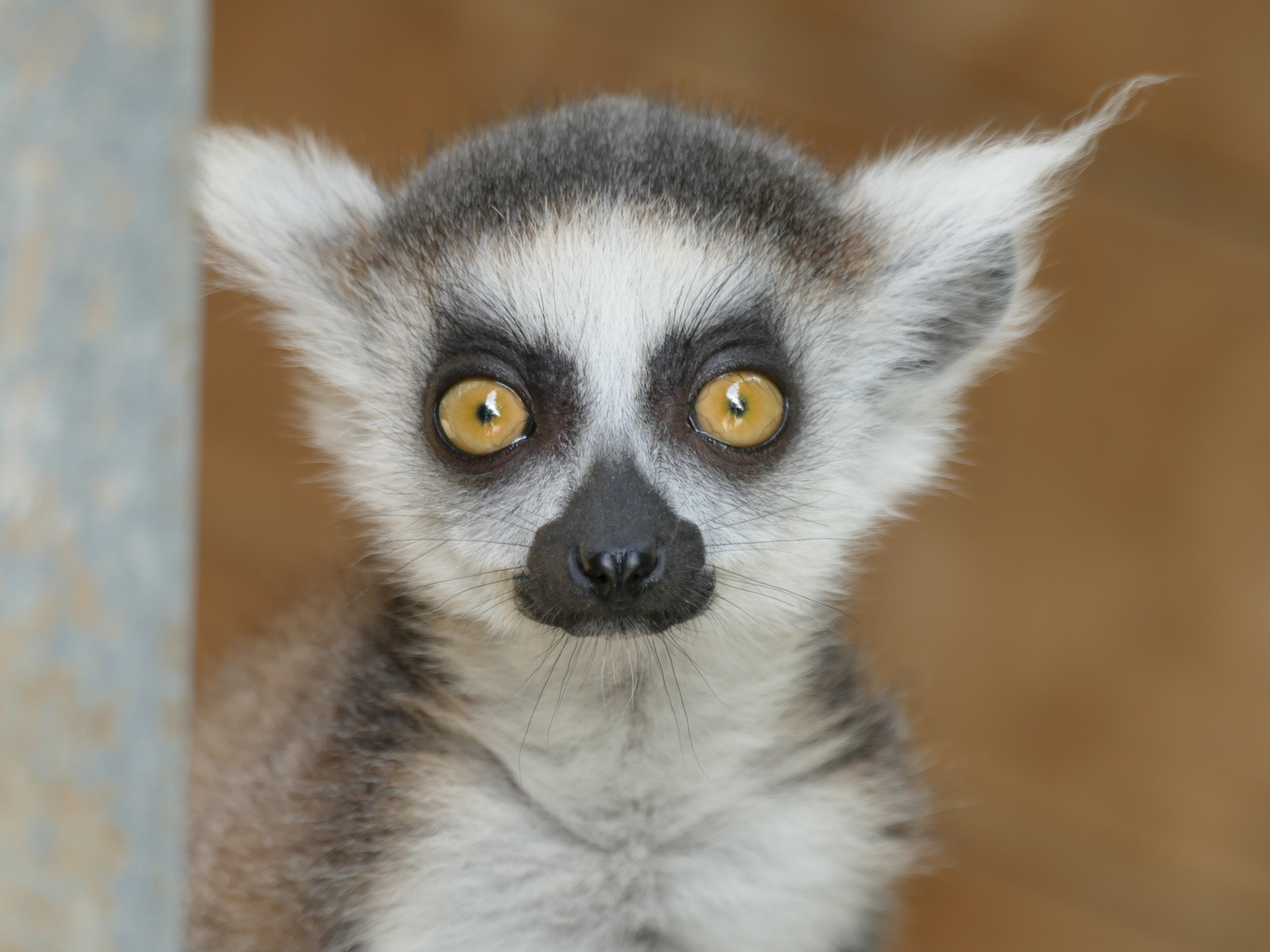 Katta-Junges im Duisburger Zoo