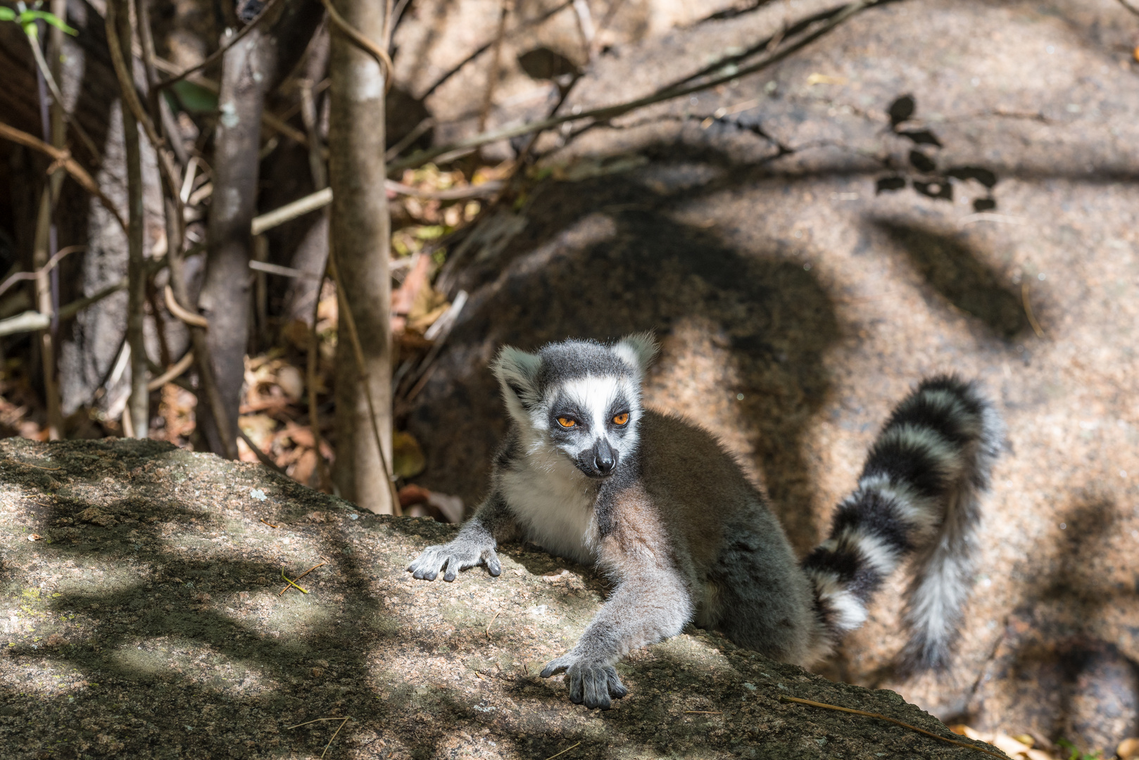 Katta Lemur