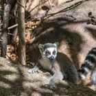 Katta Lemur