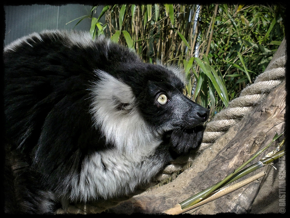 Katta Lemur