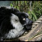 Katta Lemur