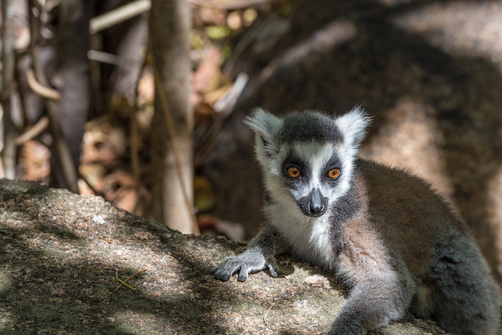 Katta Lemur