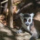 Katta Lemur