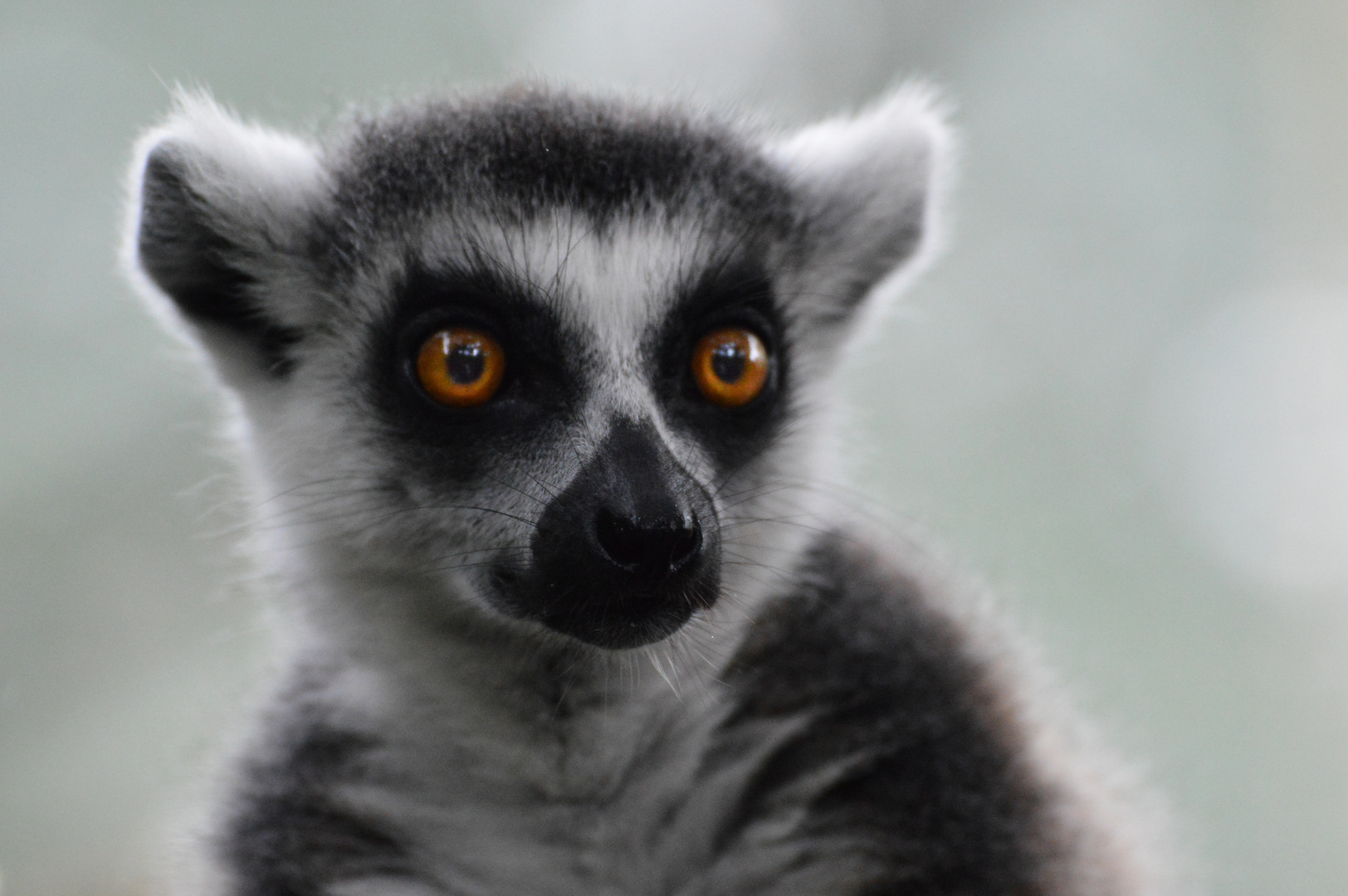 Katta | Lemur catta