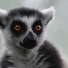 Katta | Lemur catta