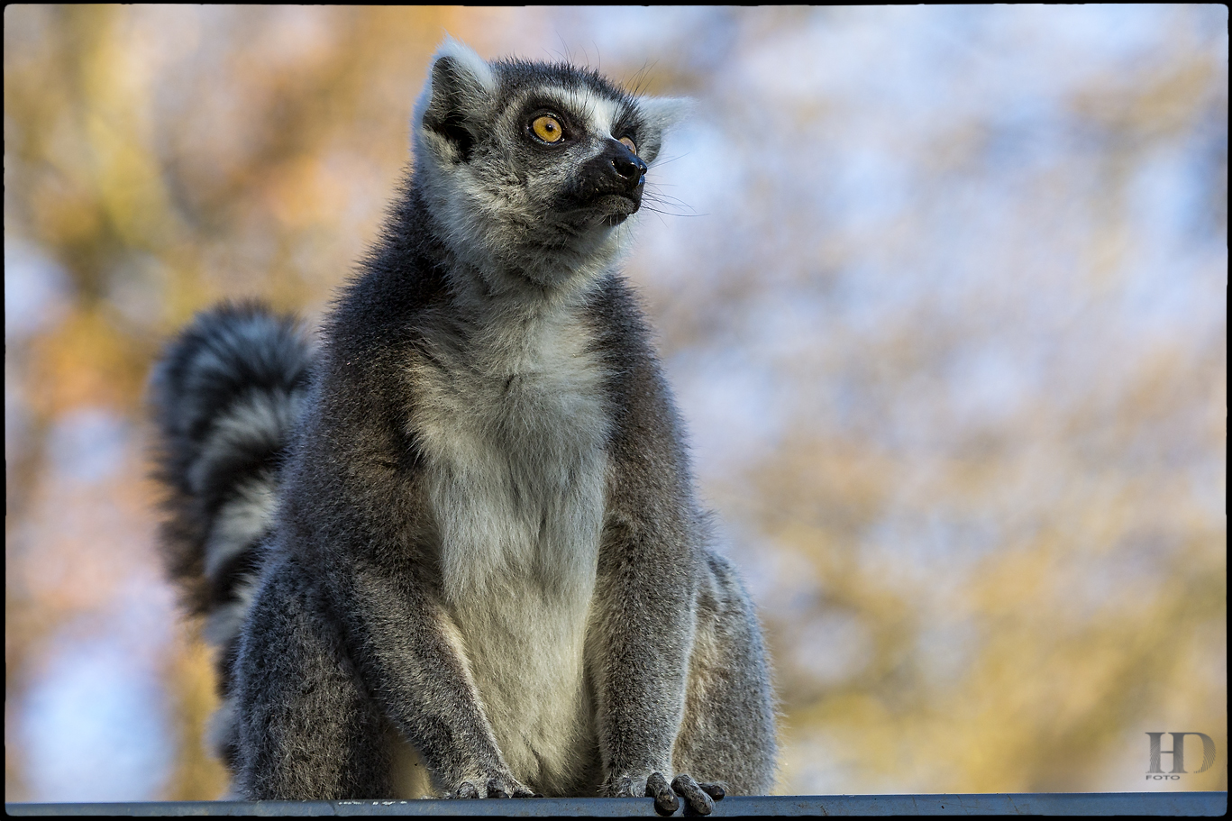 Katta (Lemur catta) 