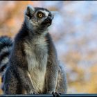 Katta (Lemur catta) 