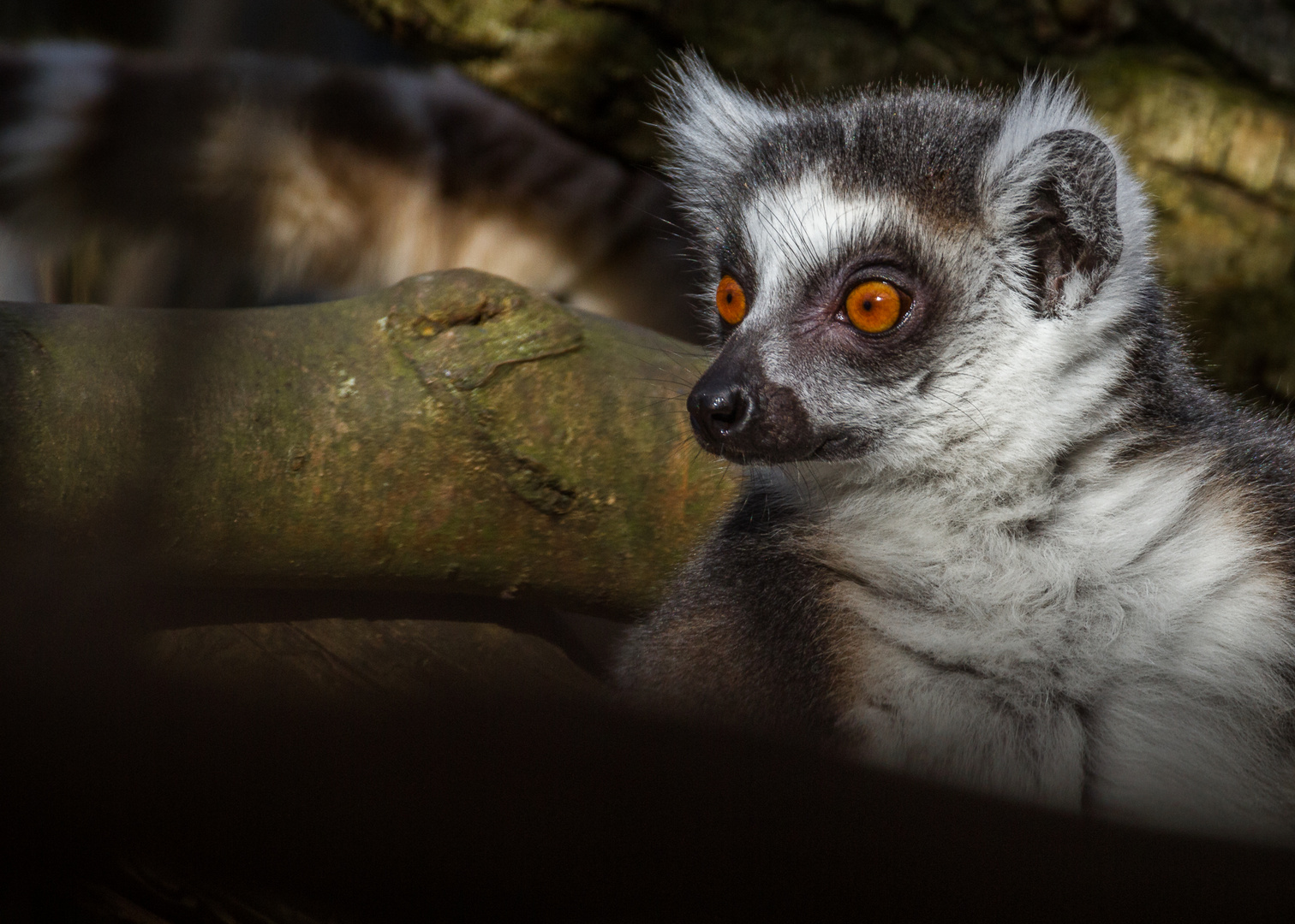 Katta (Lemur catta)