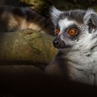 Katta (Lemur catta)