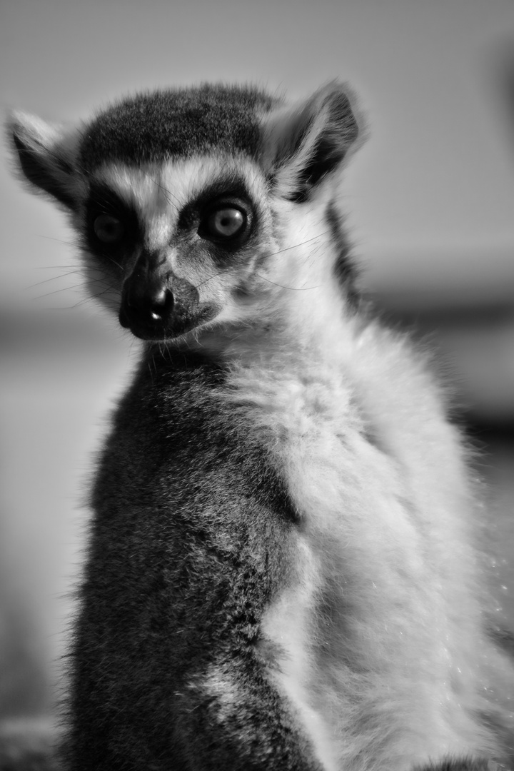 katta  (Lemur catta)