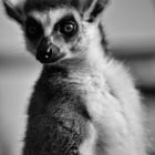 katta  (Lemur catta)