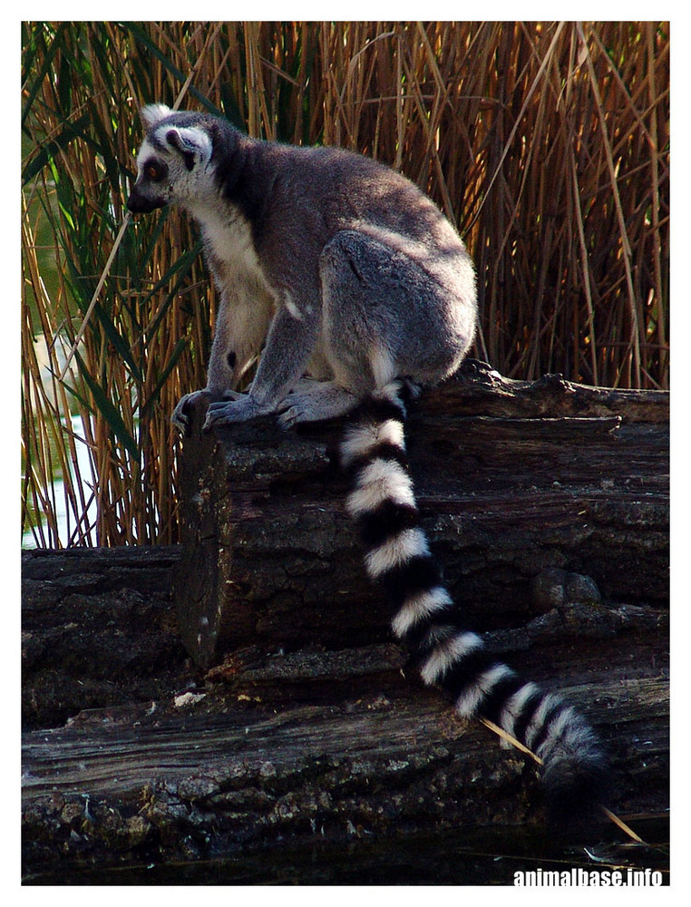 Katta - Lemur catta