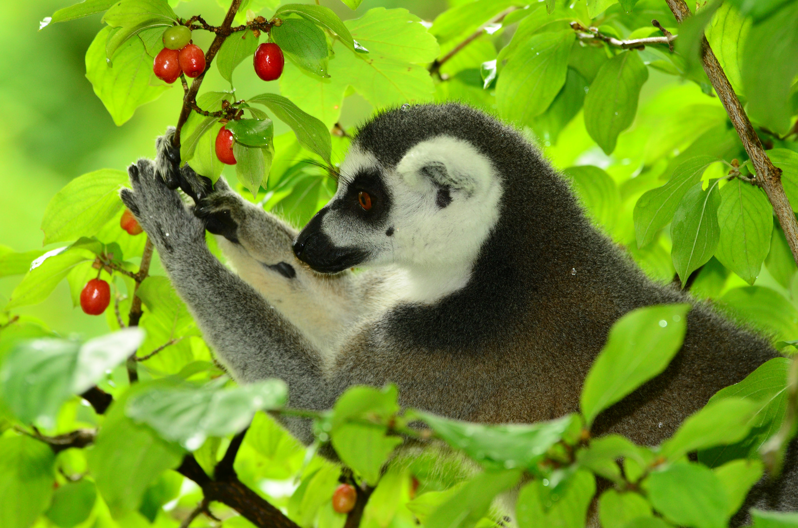 Katta (Lemur catta)