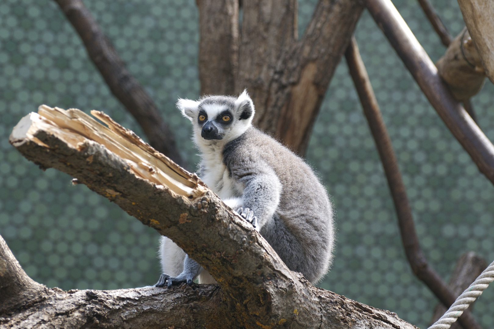 Katta (Lemur catta)