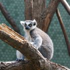 Katta (Lemur catta)