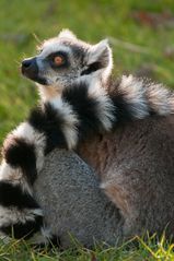 Katta (Lemur catta)