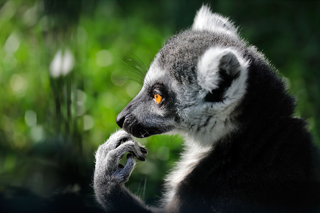 Katta (Lemur catta)