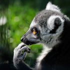 Katta (Lemur catta)