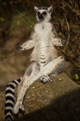 Katta (Lemur catta)