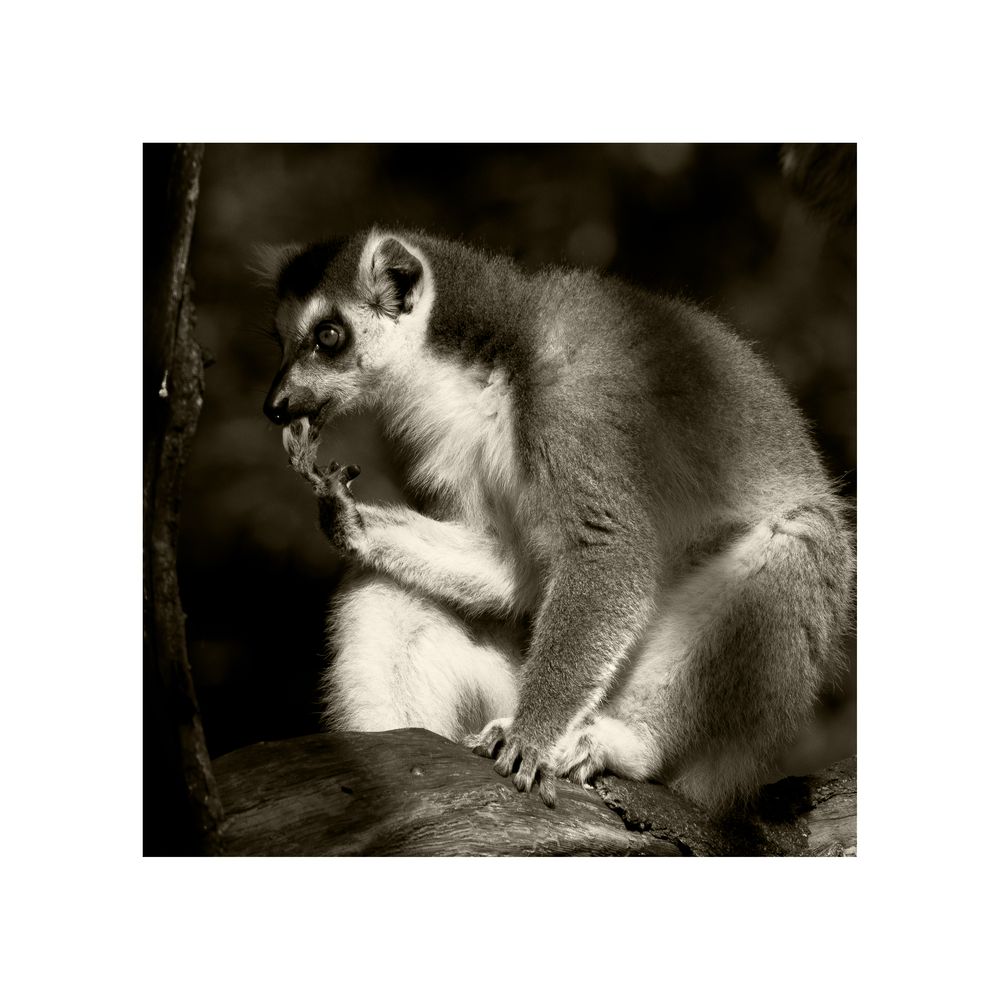 Katta (Lemur catta) in sw