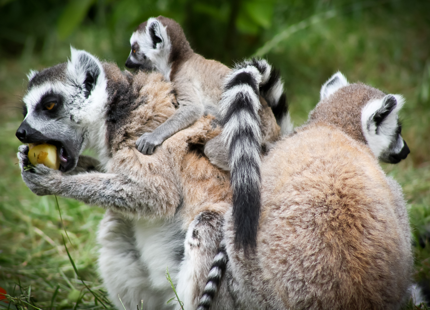 Katta- Lemur Familie