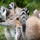 Katta- Lemur Familie