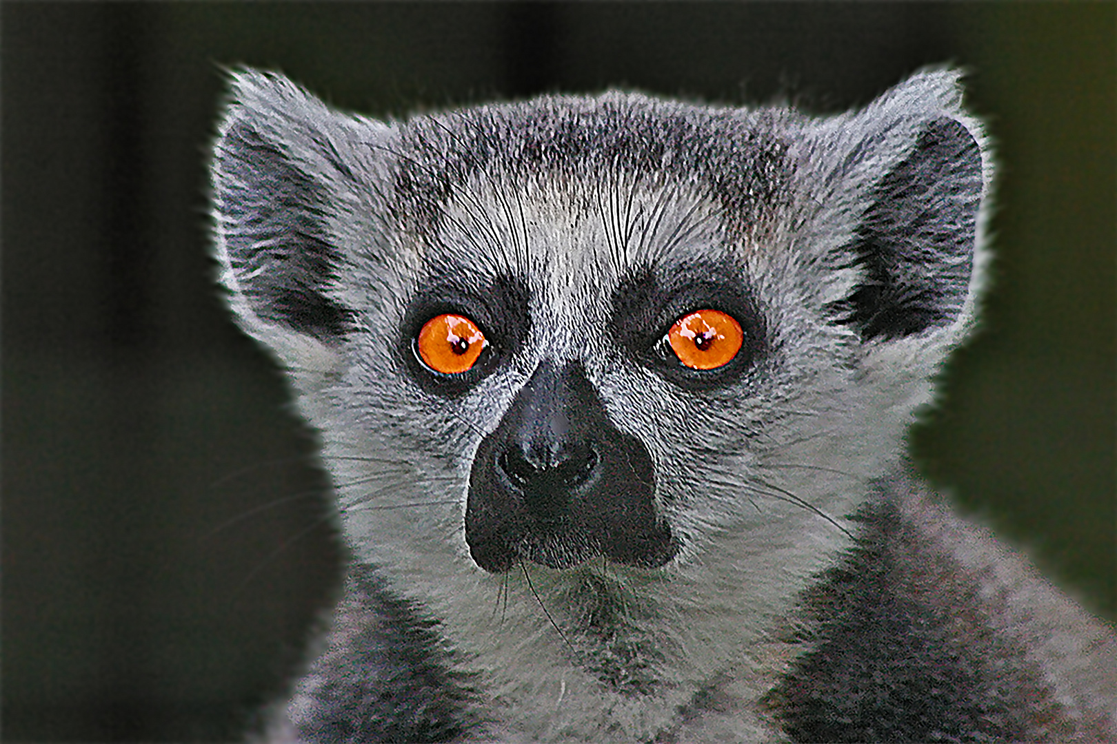 Katta ( Lemuren Porträt )