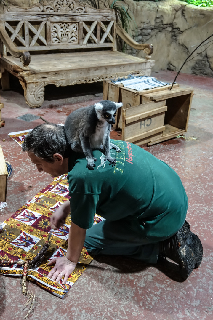 Katta mit Tierpfleger im Zoo Hagenbeck