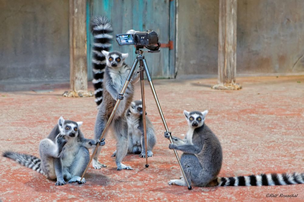 Katta Video Crew