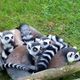 Zootiere